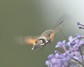 [hummingbirdhawkmoth2]