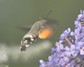 [hummingbirdhawkmoth3]