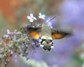 [hummingbirdhawkmoth4]