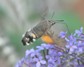 [hummingbirdhawkmoth5]