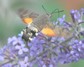 [hummingbirdhawkmoth6]