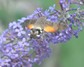 [hummingbirdhawkmoth7]