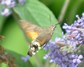 [hummingbirdhawkmoth8]