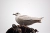 [icelandgull1]