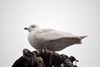 [icelandgull4]