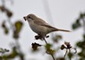 [isabellineshrike1]