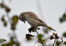 [isabellineshrike2]