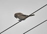 [isabellineshrike3]