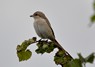[isabellineshrike5]