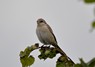[isabellineshrike6]