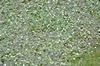 [ivyleavedcrowfoot1]