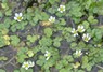 [ivyleavedcrowfoot2]