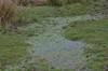 [ivyleavedcrowfoot3]