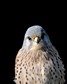 [kestrel12]