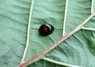 [kidneyspotladybird1]