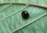 [kidneyspotladybird10]