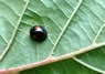 [kidneyspotladybird3]