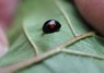 [kidneyspotladybird5]