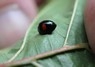 [kidneyspotladybird6]