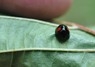 [kidneyspotladybird7]