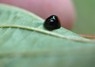 [kidneyspotladybird8]