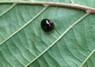 [kidneyspotladybird9]