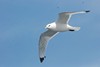 [kittiwake1]