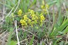 [ladysbedstraw2]