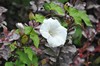 [largebindweed1]