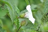 [largebindweed2]