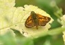 [largeskipper8]