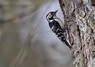 [lesserspottedwoodpecker1]