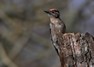 [lesserspottedwoodpecker3]