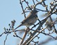 [lesserwhitethroat2]