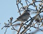 [lesserwhitethroat3]