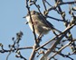 [lesserwhitethroat4]