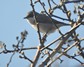 [lesserwhitethroat5]