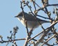 [lesserwhitethroat6]