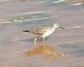 [lesseryellowlegs1]