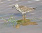 [lesseryellowlegs2]