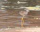 [lesseryellowlegs6]