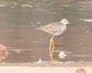 [lesseryellowlegs8]