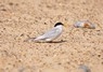 [littletern1]