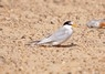 [littletern2]