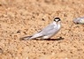 [littletern3]