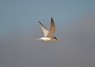 [littletern4]