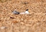 [littletern5]