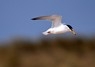 [littletern6]