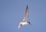 [littletern7]