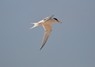 [littletern8]